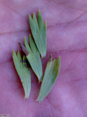Ursinia caledonica