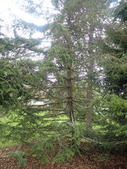 Picea likiangensis