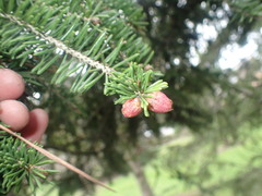 Picea likiangensis