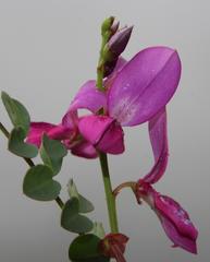 Indigofera langebergensis