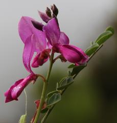 Indigofera langebergensis