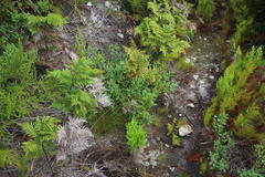 Indigofera langebergensis