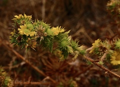 Centromadia parryi parryi