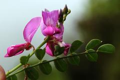 Indigofera langebergensis