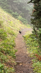 Dendragapus fuliginosus