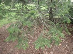 Picea likiangensis