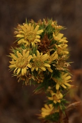 Centromadia parryi parryi