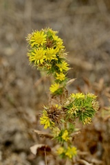 Centromadia parryi parryi