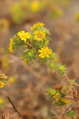 Centromadia parryi parryi