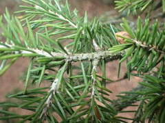 Picea likiangensis