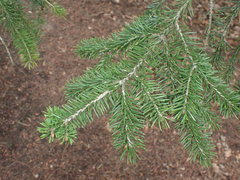 Picea likiangensis