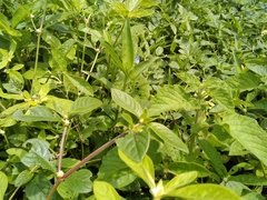 Commelina caroliniana