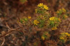 Centromadia parryi parryi