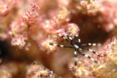 Stylopallene cheilorhynchus