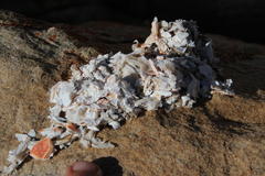 Aonyx capensis capensis