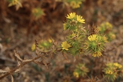 Centromadia parryi parryi