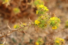 Centromadia parryi parryi