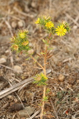 Centromadia parryi parryi