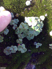 Oxalis truncatula