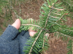 Picea likiangensis