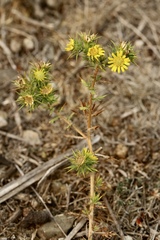 Centromadia parryi parryi