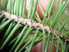 Picea likiangensis
