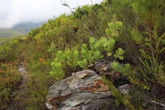 Leucospermum winteri