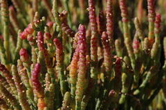 Salicornia littorea