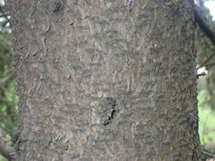 Picea likiangensis