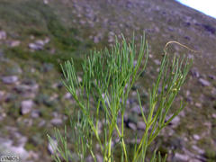 Nanobubon strictum