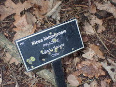 Picea likiangensis