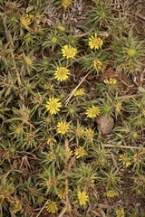 Centromadia parryi parryi