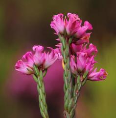 Erica bracteolaris