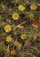 Centromadia parryi parryi