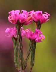 Erica bracteolaris