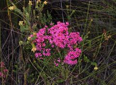 Erica bracteolaris