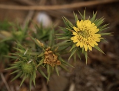 Centromadia parryi parryi