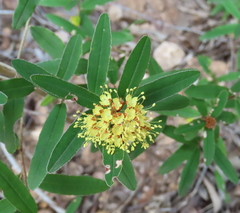 Phebalium graniticola