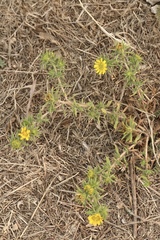 Centromadia parryi parryi