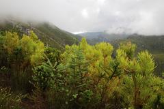 Cliffortia reniformis