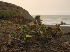 Centromadia parryi parryi