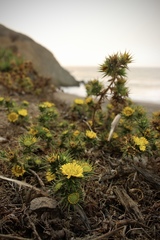 Centromadia parryi parryi