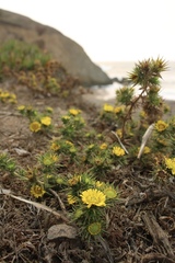 Centromadia parryi parryi