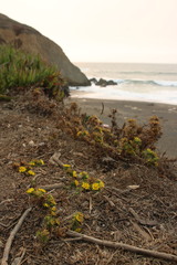 Centromadia parryi parryi