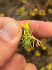 Centromadia parryi parryi