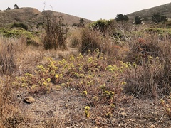 Centromadia parryi parryi