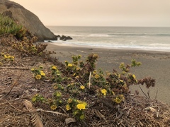 Centromadia parryi parryi