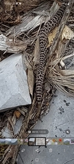 Crotalus morulus