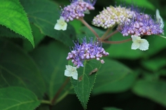 Hydrangea strigosa