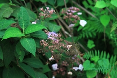 Hydrangea strigosa